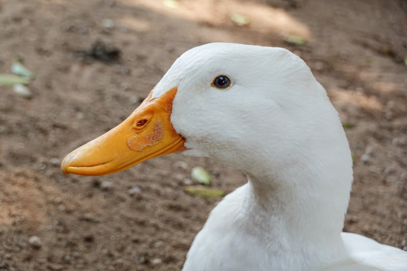 Kevin (KV-2831), a Pekin duck at Piedmont Park